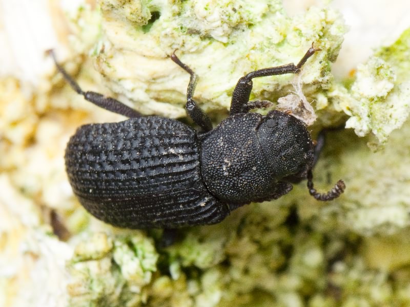 Bolitophagus reticulatus (Linnaeus, 1767)